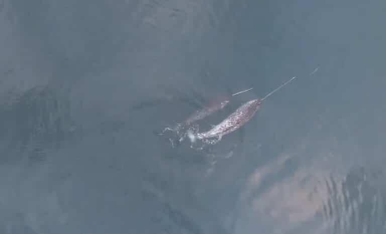 Drone Footage Reveals Narwhals’ Surprising Tusk Play In The Arctic 6